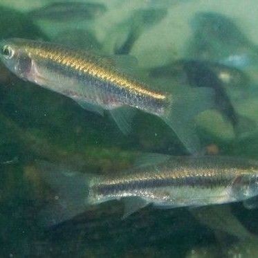 點紋銀鮈魚