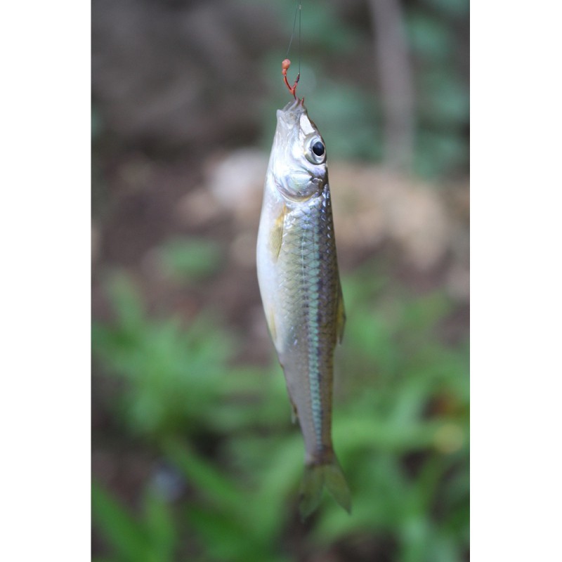 點紋銀鮈魚