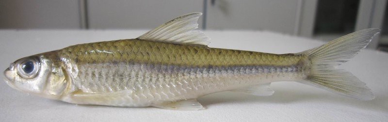 點紋銀鮈魚