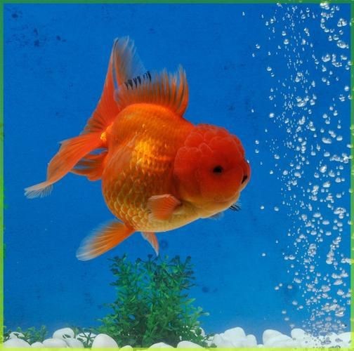 紅頭獅魚圖片