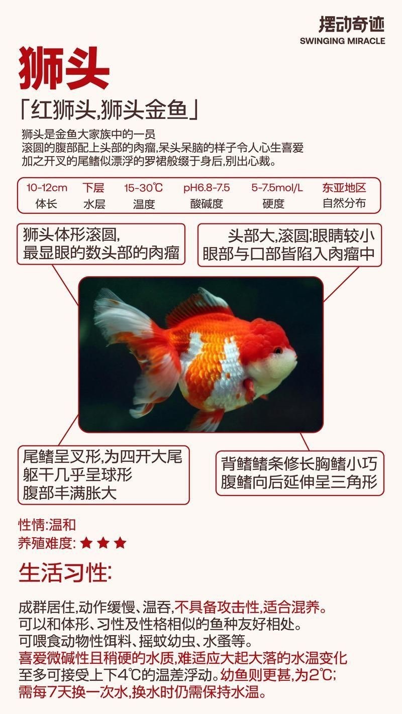 紅頭獅魚圖片