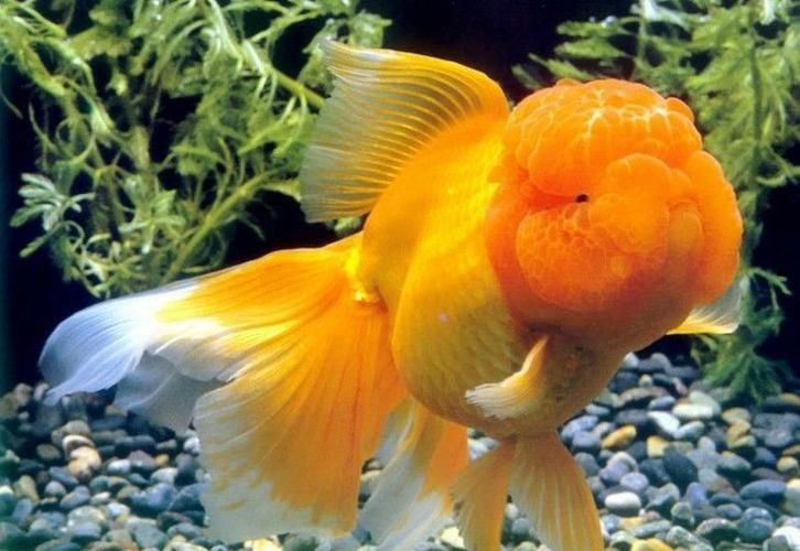 紅頭獅魚圖片