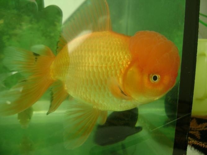 紅頭獅魚圖片