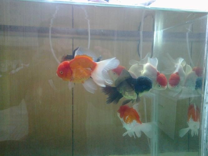 紅頭獅魚圖片