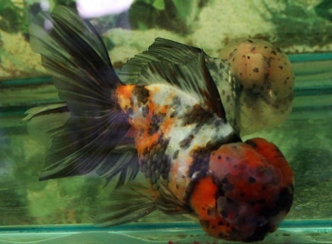 紅頭獅魚圖片