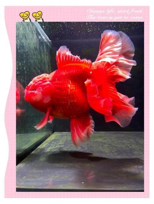 紅頭獅魚圖片