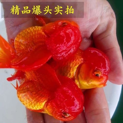 紅頭獅魚圖片