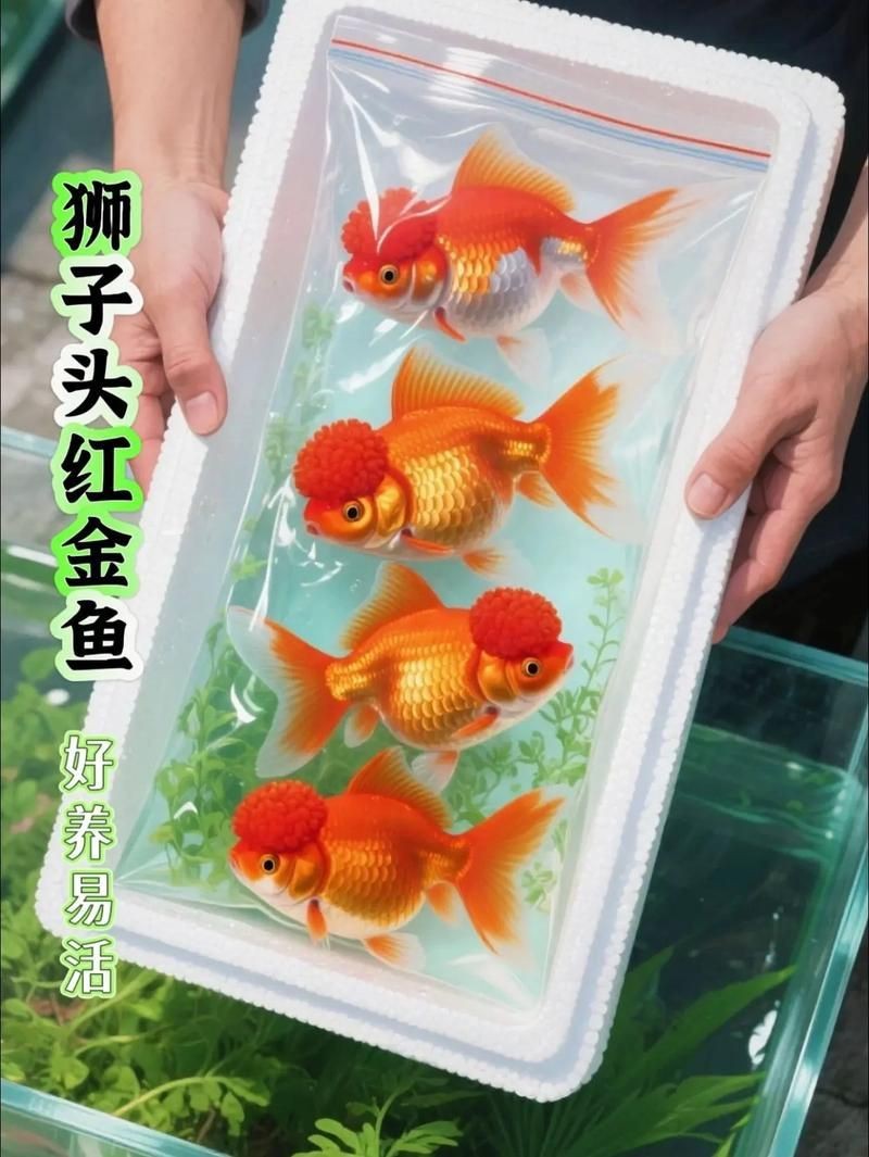 紅頭獅魚圖片