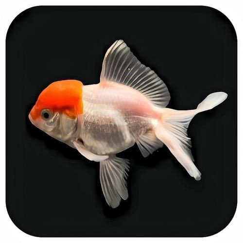 紅頭獅魚圖片