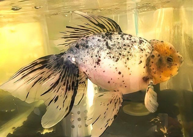 紅頭獅魚圖片