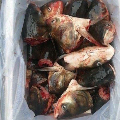 海鰱鳙魚多少錢一斤