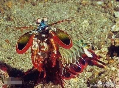 銀龍魚和金魚可以混養嗎（銀龍魚和金魚可以混養嗎視頻）