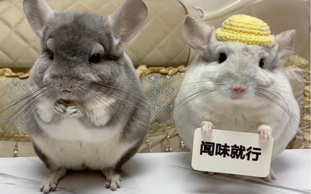 如何預(yù)防龍貓傳播疾病給人類？