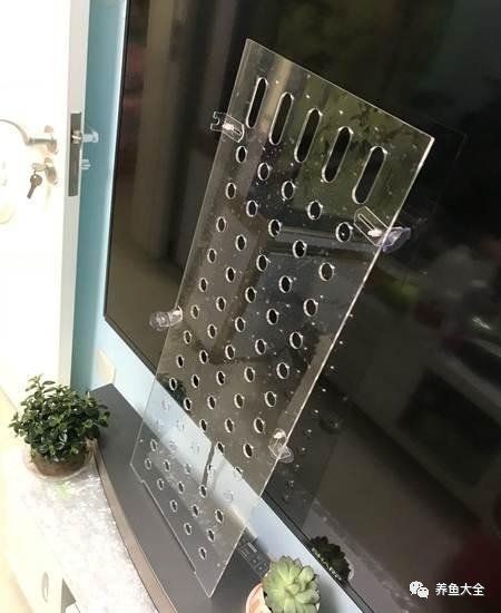 魟魚為什么那么容易死