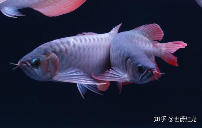 魟魚為什么那么容易死