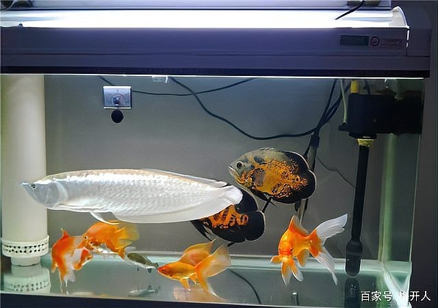 銀龍魚吃什么飼料顏色最好養殖