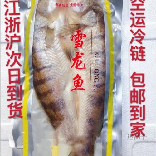 天山雪龍魚是什么魚類圖片