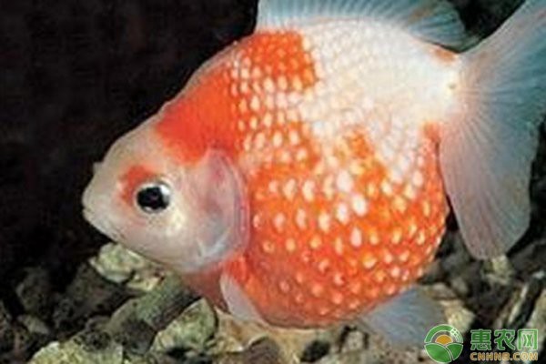 十大最好養(yǎng)的金魚排名