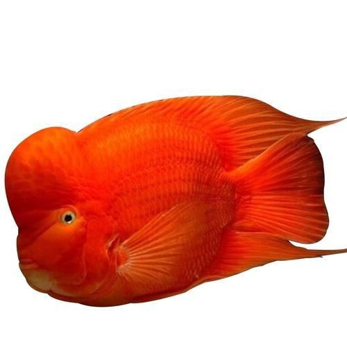 紅龍魚品種的價(jià)格對(duì)比（紅龍魚價(jià)格是否會(huì)受到季節(jié)變化或者供需關(guān)系的影響？） 紅龍魚品種的價(jià)格對(duì)比（紅龍魚價(jià)格是否會(huì)受到季節(jié)變化或者供需關(guān)系的影響？） 觀賞魚百科 第1張
