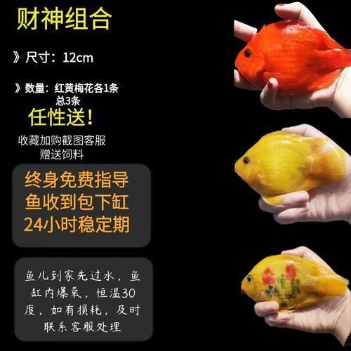 紅財神魚圖片及養殖方法 紅財神魚圖片及養殖方法 龍魚論壇 第7張