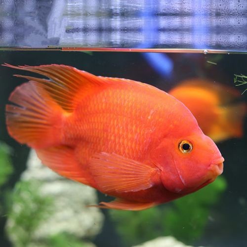 紅財神魚圖片及養殖方法 紅財神魚圖片及養殖方法 龍魚論壇 第6張