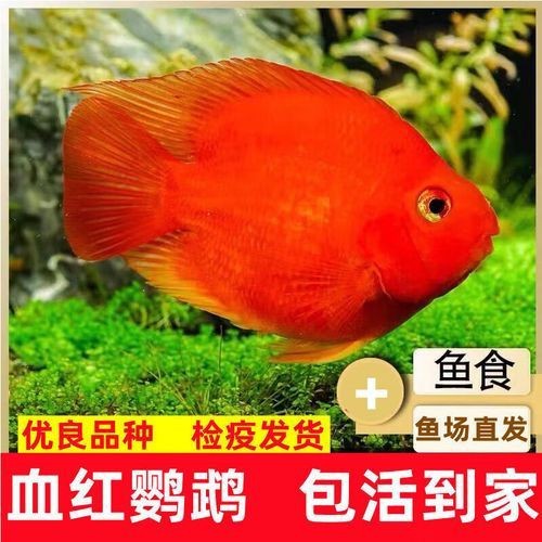 紅財神魚圖片及養殖方法 紅財神魚圖片及養殖方法 龍魚論壇 第12張