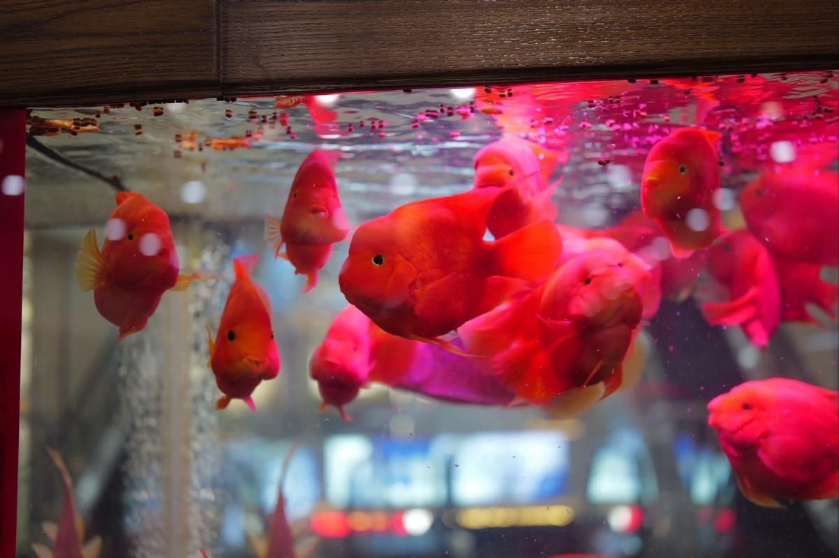 紅財神魚圖片及養殖方法 紅財神魚圖片及養殖方法 龍魚論壇 第16張