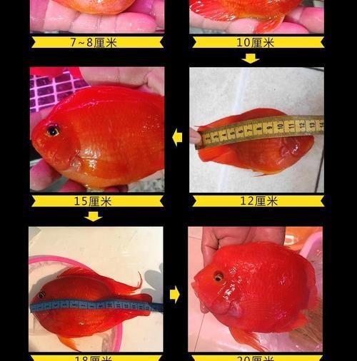 紅財神魚圖片及養殖方法 紅財神魚圖片及養殖方法 龍魚論壇 第18張