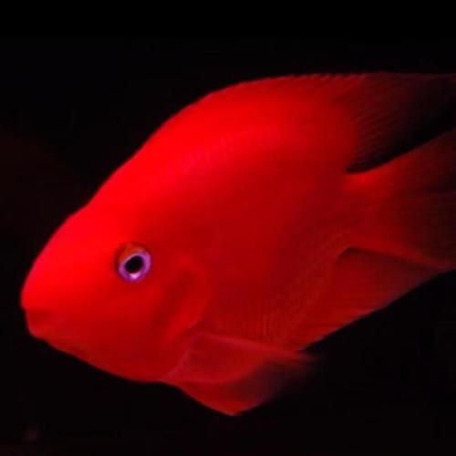紅財神魚圖片及養殖方法 紅財神魚圖片及養殖方法 龍魚論壇 第22張