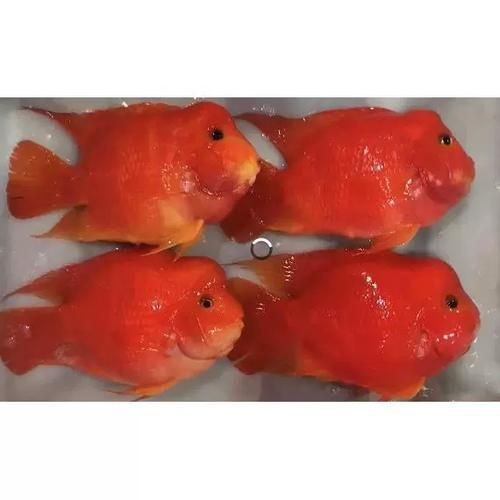 紅財神魚圖片及養殖方法 紅財神魚圖片及養殖方法 龍魚論壇 第23張