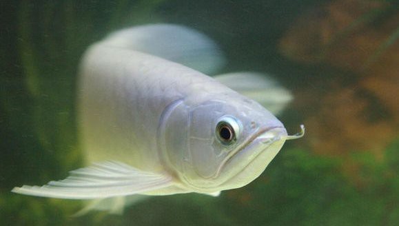 青龍魚300元能買到嗎