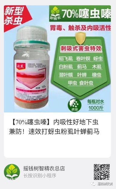 龍眼出現小白點要警惕四種病