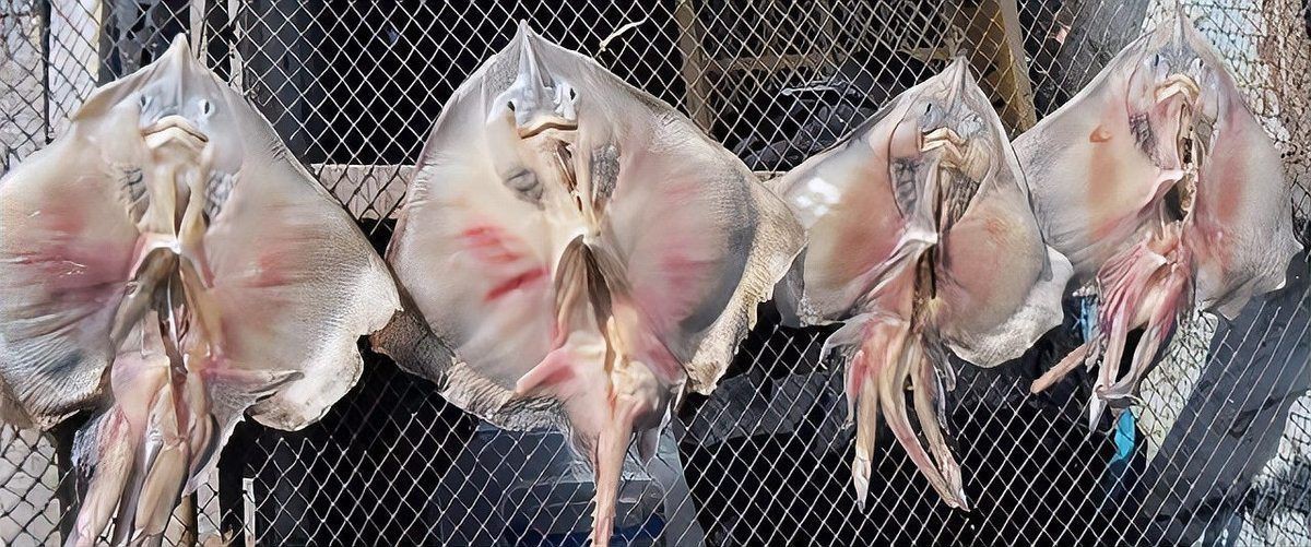 韓國鰩魚生魚片