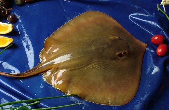 韓國鰩魚生魚片