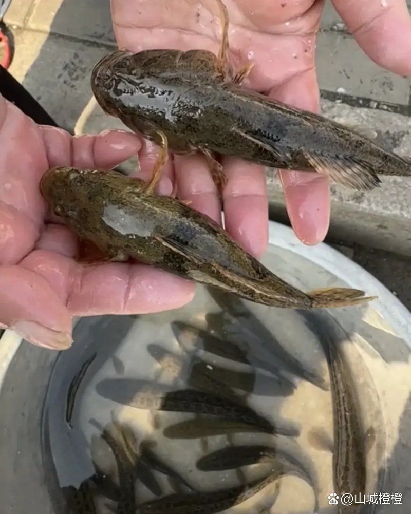 虎頭鯊多少錢一斤