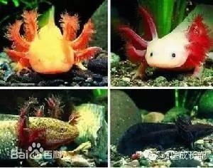 六角龍魚怎么養殖