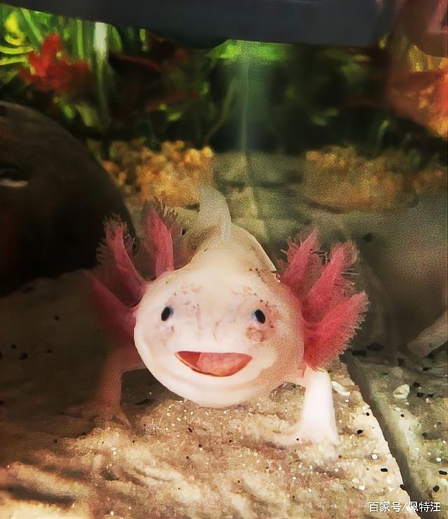 六角龍魚怎么養殖