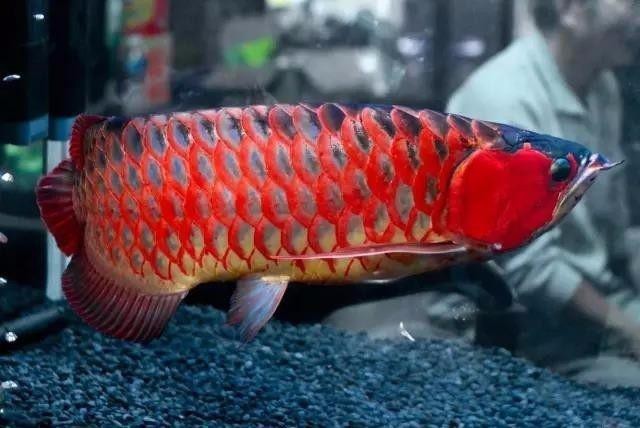 水龍魚(yú)圖片大全欣賞視頻