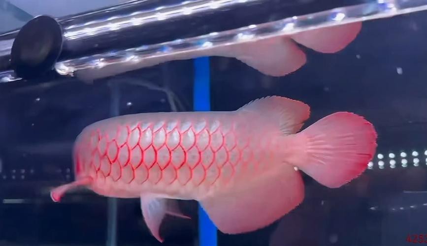 水龍魚(yú)圖片大全欣賞視頻