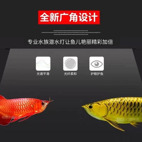 高背金龍魚發色技巧