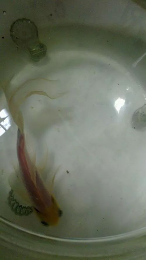 壽命最長(zhǎng)的觀賞魚(yú)