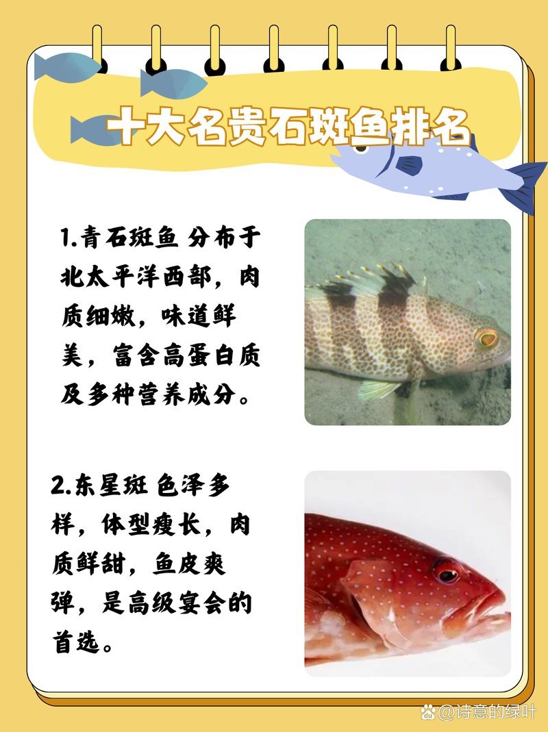 十大最貴的石斑魚