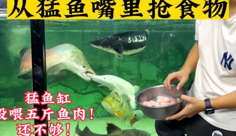 愛養魚龍龍有哪些代表作品？