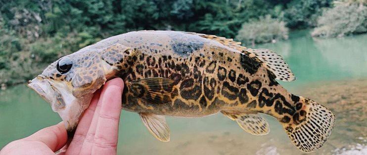 十大頂級淡水魚