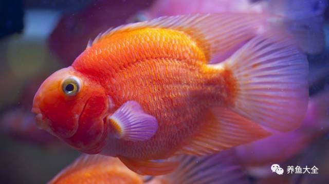 龍魚(yú)身上有白色絮狀物用什么藥好呢圖片