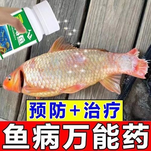 龍魚(yú)身上有白色絮狀物用什么藥好呢圖片
