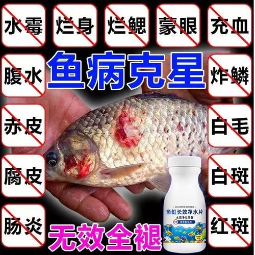 龍魚(yú)身上有白色絮狀物用什么藥好呢圖片
