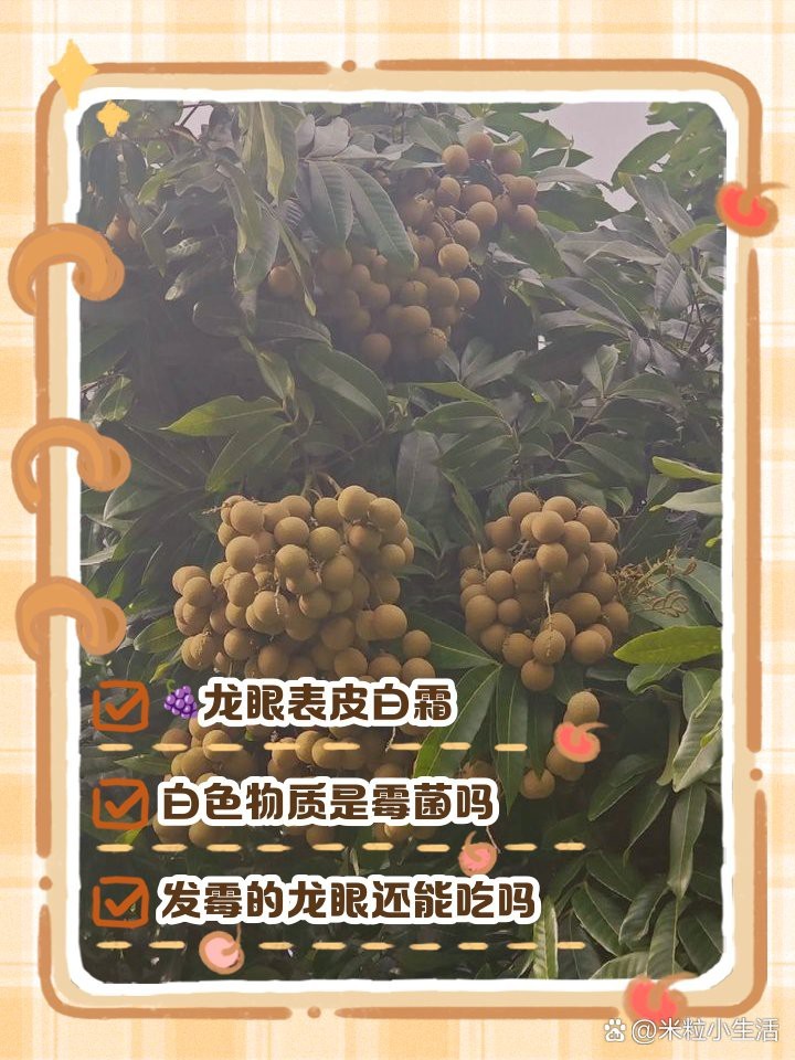 龍眼起白霧后如何處理