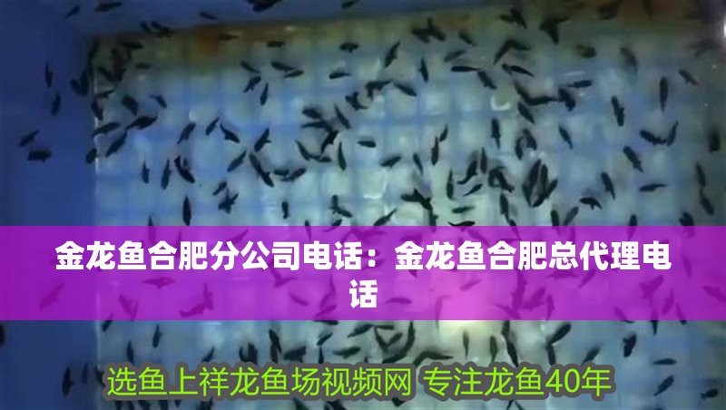 合肥金龍魚經(jīng)銷商電話查詢