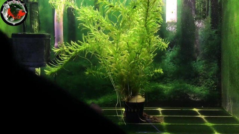 紅獅頂紅元寶獅虎頭活體觀賞魚(yú)